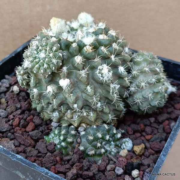 NEOPORTERIA NAPINA PROLIFICA