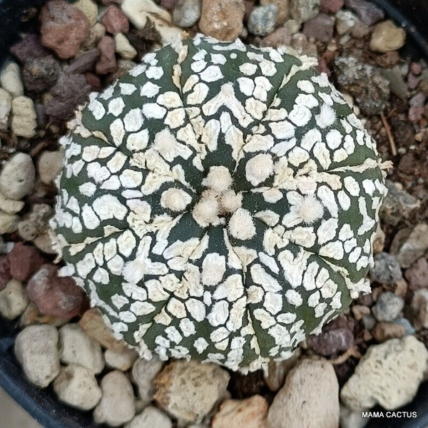ASTROPHYTUM SUPERKABUTO V TYPE