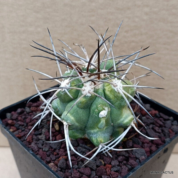 COPIAPOA BRIDGESII