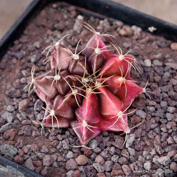 GYMNOCALYCIUM MIHANOVICHII VARIEGATED