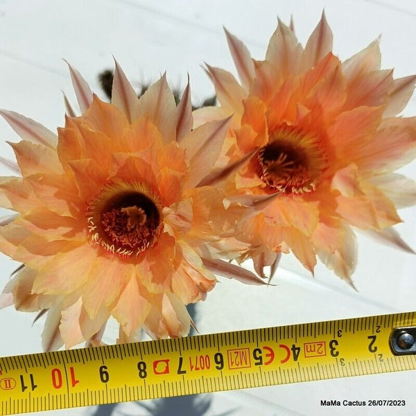 Flower  MaMa Cactus