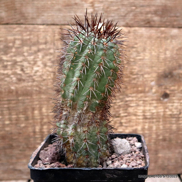 COPIAPOA CALDERANA