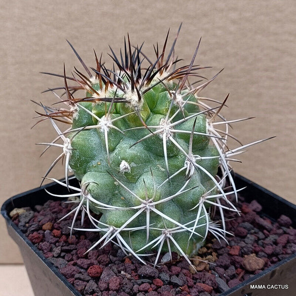 COPIAPOA BRIDGESII