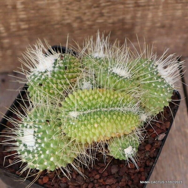 MAMMILLARIA SPINOSISSIMA UNPICO CRESTED