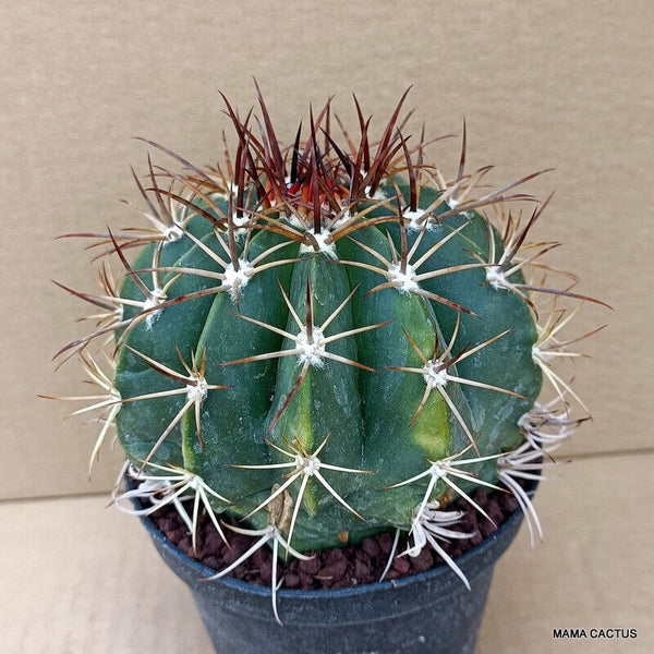 MELOCACTUS NERYI MONSTER