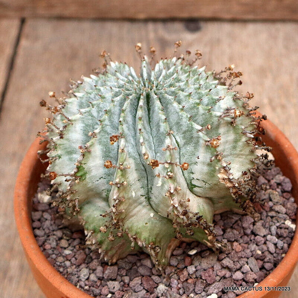 EUPHORBIA HORRIDA SNOWFLAKE