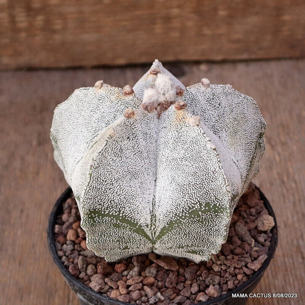 ASTROPHYTUM MYRIOSTIGMA ONZUKA