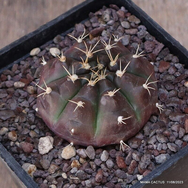 GYMNOCALYCIUM MIHANOVICHII DAY DREAM