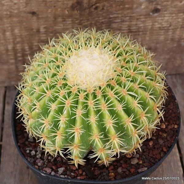 ECHINOCACTUS GRUSONII BREVISPINUS