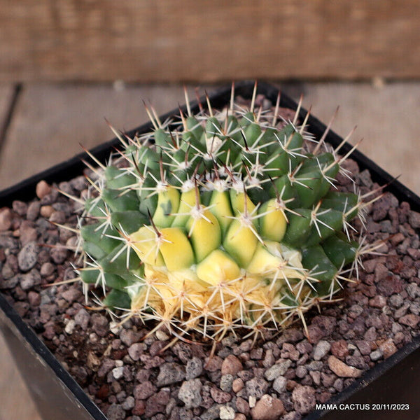 MAMMILLARIA SEMPERVIVI VARIEGATED