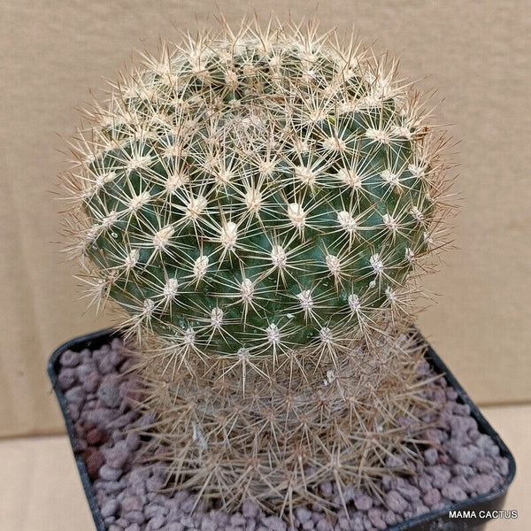 A9602 REBUTIA MINIMA pot 9 cm H 10 cm W 8 cm MaMa Cactus
