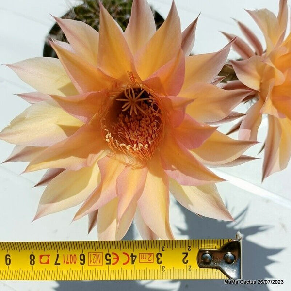 Flower  MaMa Cactus