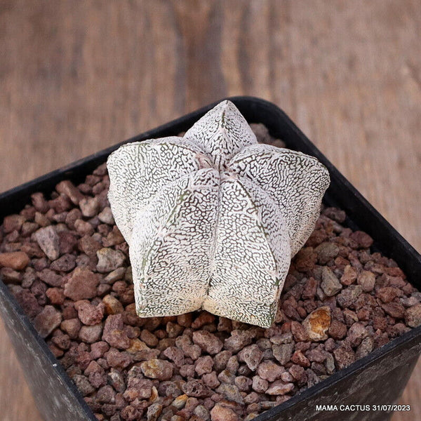 ASTROPHYTUM MYRIOSTIGMA ONZUKA V TYPE
