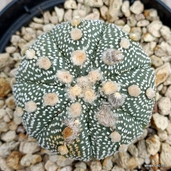 ASTROPHYTUM SUPER KABUTO