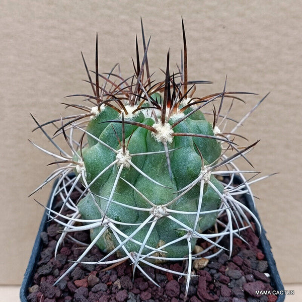 COPIAPOA BRIDGESII KK 1399