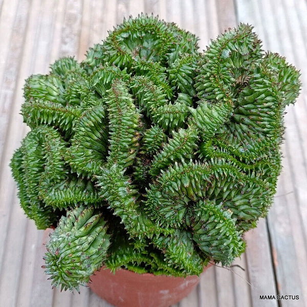 EUPHORBIA HORRIDA CRESTED