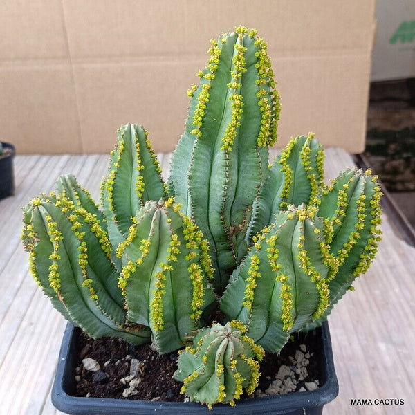 EUPHORBIA FRUTICOSA INERMIS