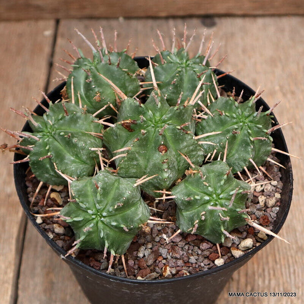 EUPHORBIA MELOFORMIS