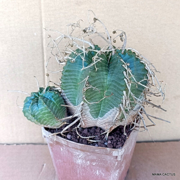 EUPHORBIA VALIDA OLD