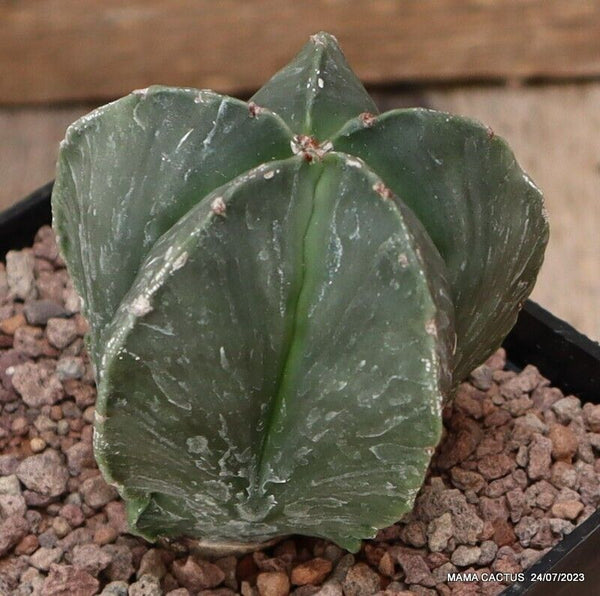 ASTROPHYTUM MYRIOSTIGMA NUDUM