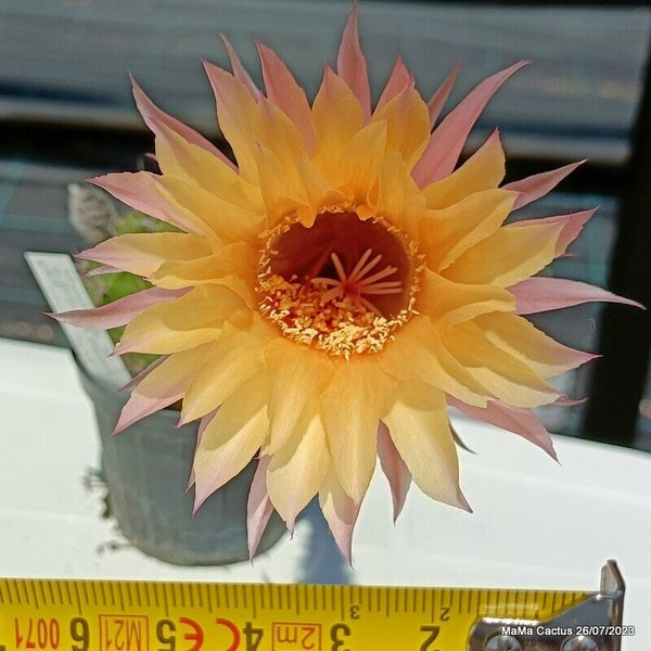 Flower  MaMa Cactus