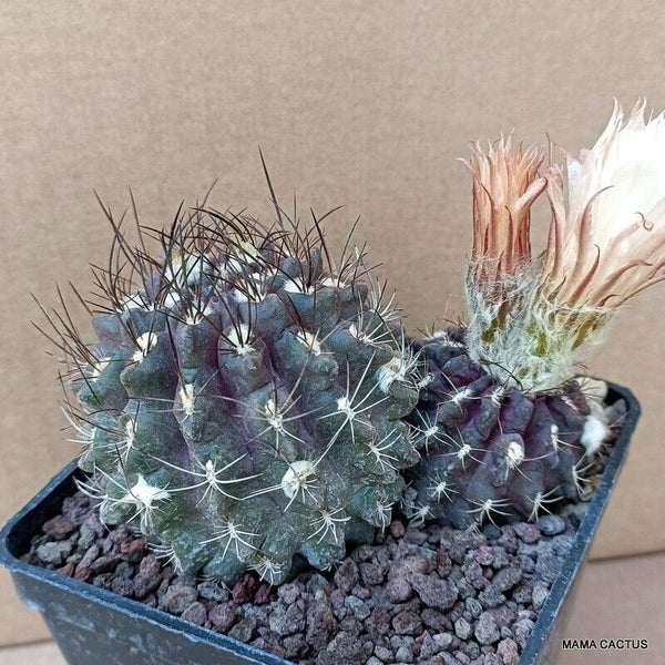 NEOPORTERIA OCCULTA
