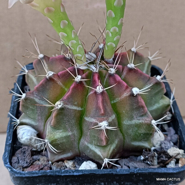GYMNOCALYCIUM MIHANOVICHII VARIEGATED