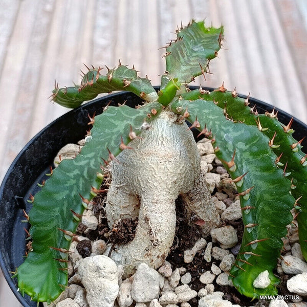 EUPHORBIA STELLATA