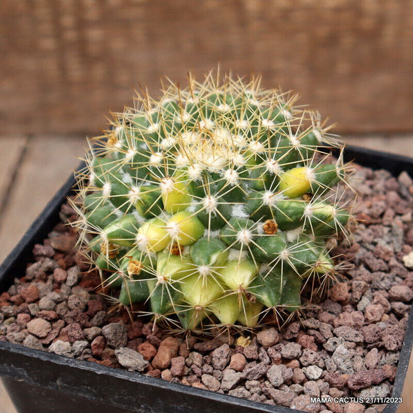 MAMMILLARIA RHODANTHA VARIEGATED
