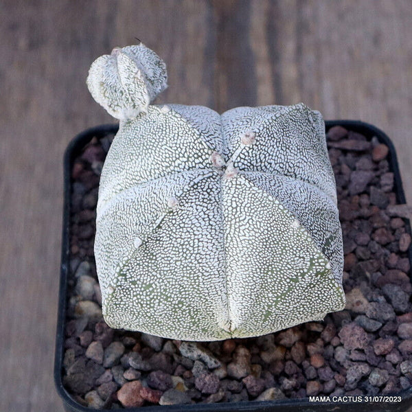 ASTROPHYTUM MYRIOSTIGMA ONZUKA