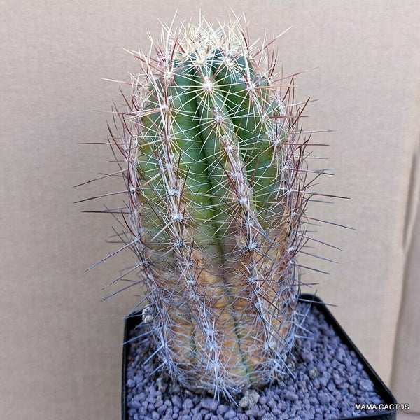 A7605 THELOCACTUS BICOLOR pot 12 cm H 17 cm W 8 cm MaMa Cactus
