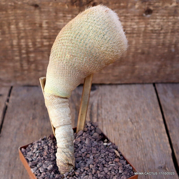 EPITHELANTHA BOKEI