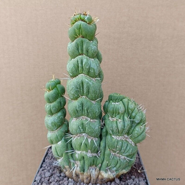 EULYCHNIA CASTANEA CRESTED