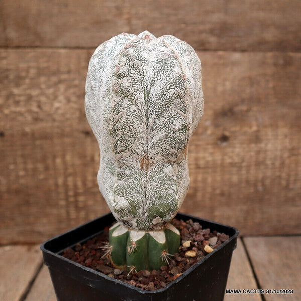 ASTROPHYTUM MYRIOSTIGMA ONZUKA GRAFTED