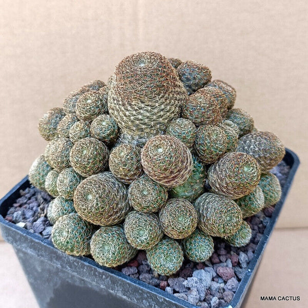 A1845 REBUTIA TARATENSIS pot 10 cm H 7 cm W 9,5 cm MaMa Cactus