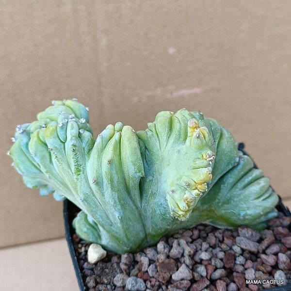 MYRTILLOCACTUS GEOMETRIZANS STRICTUS