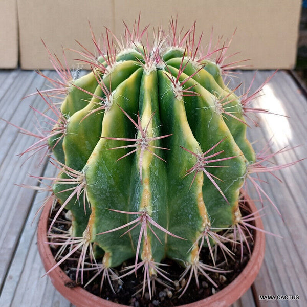 FEROCACTUS STAINESII X PILOSUS VARIEGATED