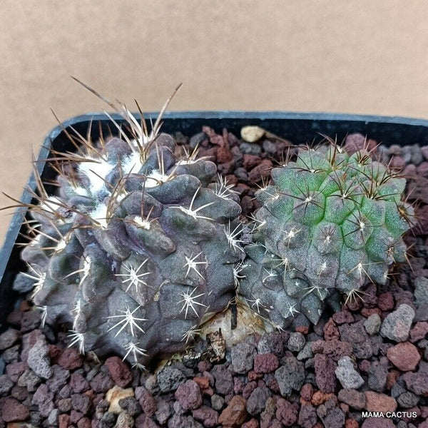NEOPORTERIA OCCULTA