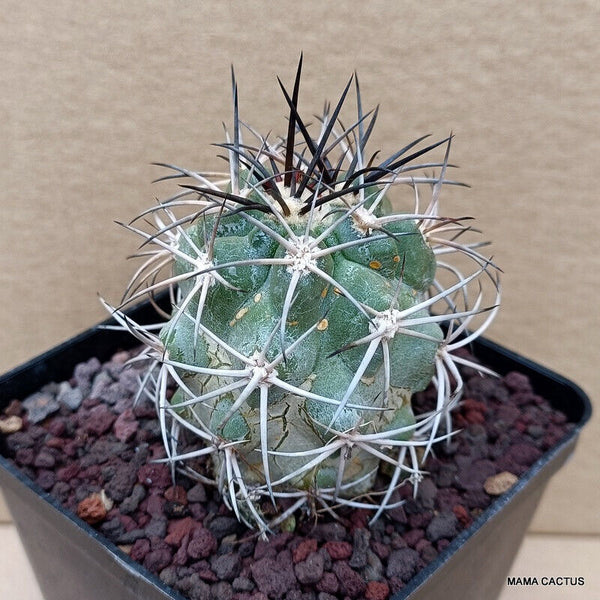 COPIAPOA BRIDGESII