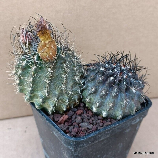 NEOPORTERIA OCCULTA