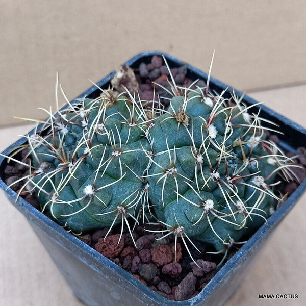 GYMNOCALYCIUM BALDIANUM DICHOTOMIC