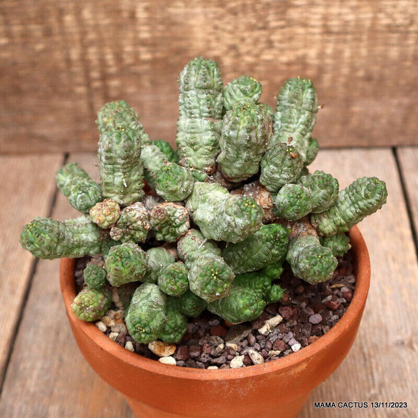 EUPHORBIA PSEUDOGLOBOSA BIG CAUDEX