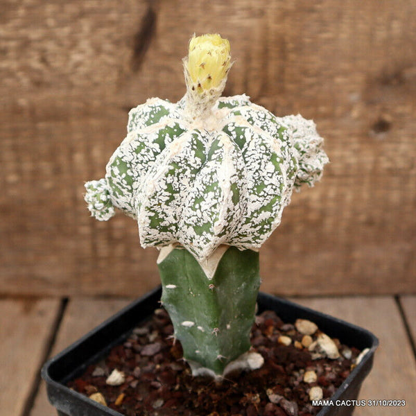 ASTROPHYTUM MYRIOSTIGMA PROLIFICO GRAFTED