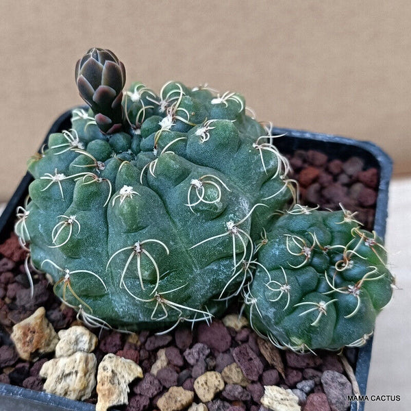 GYMNOCALYCIUM BALDIANUM