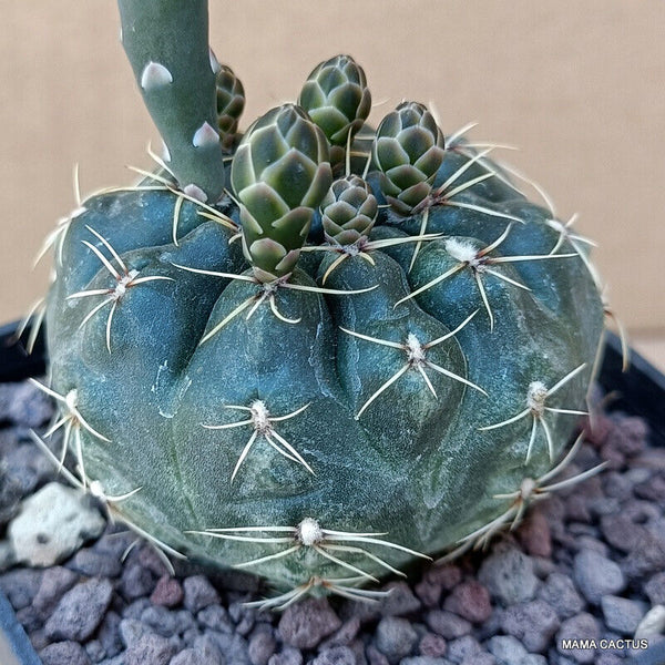 GYMNOCALYCIUM BALDIANUM