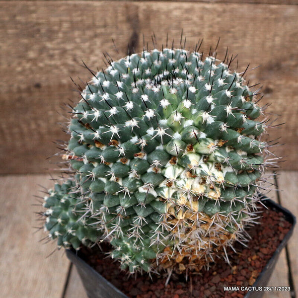 MAMMILLARIA AMAJACENSIS VARIEGATED