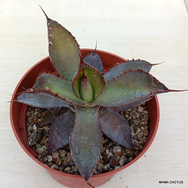 AGAVE HORRIDA