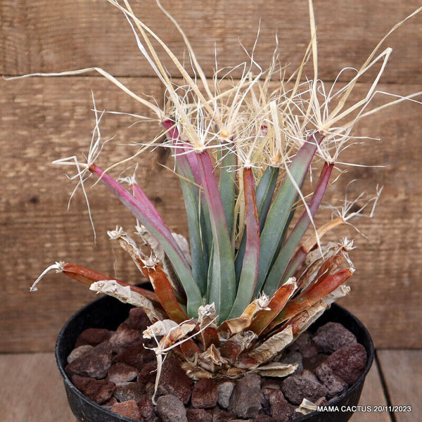 A1961 LUCHTENBERGIA PRINCIPIS pot18-H19-W17 cm MaMa Cactus