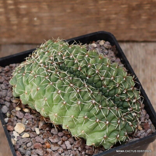 GYMNOCALYCIUM BALDIANUM CRESTED