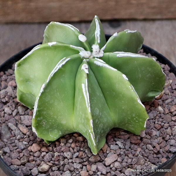 ASTROPHYTUM MYRIOSTIGMA MULTIRIBS